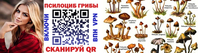 что такое   Тырныауз  Псилоцибиновые грибы Cubensis 
